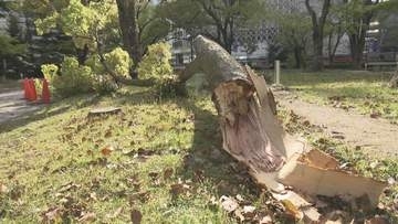 広島県庁で木が折れる　風の影響か