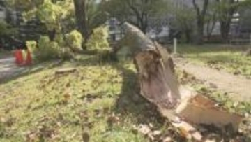 広島県庁で木が折れる　風の影響か