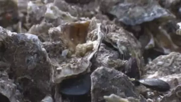 広島県　カキ業者の利子負担方針固める　12月議会に補正予算案提出で調整