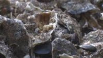 広島県　カキ業者の利子負担方針固める　12月議会に補正予算案提出で調整