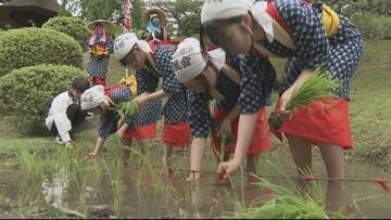 縮景園で田植まつり　五穀豊穣を祈願　上田宗箇流の茶会も開催　広島
