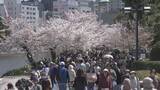 「広島市内　花見客でにぎわう　晴天に恵まれ半袖姿の人も…」の画像1
