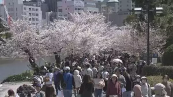 広島市内　花見客でにぎわう　晴天に恵まれ半袖姿の人も…