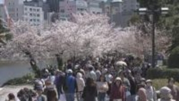 広島市内　花見客でにぎわう　晴天に恵まれ半袖姿の人も…