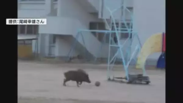 早朝の小学校にイノシシ　登校前で被害なし、動きに驚きの声【広島県・江田島市】