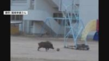 早朝の小学校にイノシシ　登校前で被害なし、動きに驚きの声【広島県・江田島市】