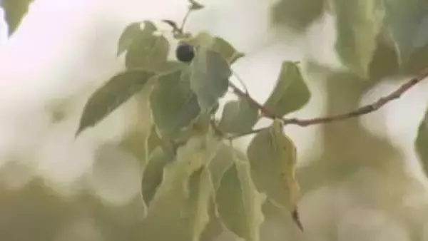 中国地方で「春一番」　広島地方気象台