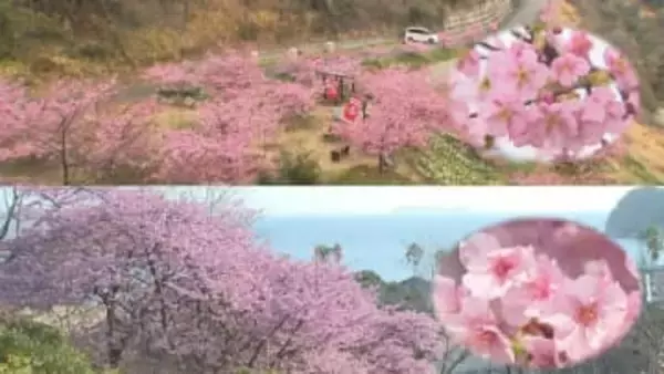 陽気に誘われ河津桜見ごろ　【広島県】