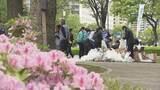 「「きれいな広島を見て」　フラワーフェスティバルを前に一斉清掃」の画像1