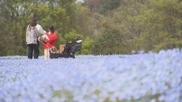 「こんなにたくさんあるとは」世羅高原でネモフィラが見ごろ　広島