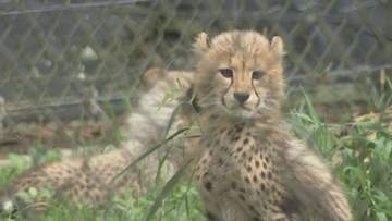 安佐動物公園初のチーター赤ちゃん公開　　愛称投票もスタート【広島】