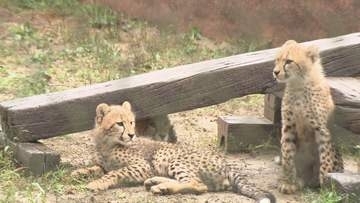 チーターの赤ちゃん愛称発表　安佐動物公園