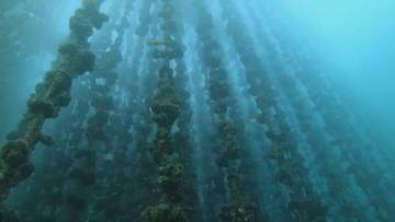 広島県　来月のカキ水揚げ前にへい死調査　「平年上回る事例も