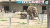 「マルミミゾウ「アオ」1歳に　赤ちゃんゾウ成長祝うイベント【広島市安佐動物公園】」の画像1