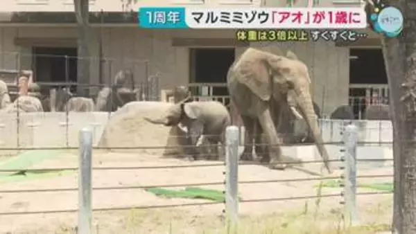 マルミミゾウ「アオ」1歳に　赤ちゃんゾウ成長祝うイベント【広島市安佐動物公園】