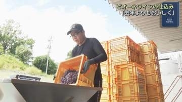三次産ピオーネでワイン仕込み開始　【広島県・三次市】