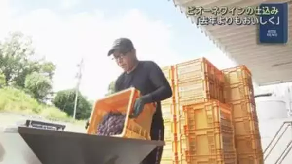 三次産ピオーネでワイン仕込み開始　【広島県・三次市】