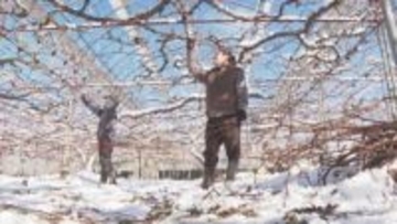 ピオーネの剪定作業が最盛期　【広島県・三次】