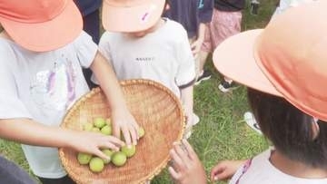 園児が梅もぎ・ジュースづくりにチャレンジ　庄原　国立備北丘陵公園