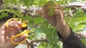 「黒い真珠」三次ピオーネ　房づくり続く　広島