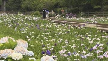 梅雨を彩るハナショウブ見ごろ　春日池公園で多彩に咲き誇る【福山】
