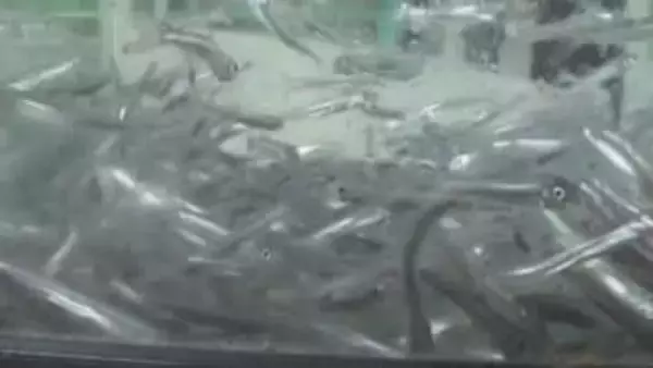 稚アユが中間育成場に到着 春に江の川へ放流 広島・三次市