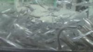 稚アユが中間育成場に到着 春に江の川へ放流 広島・三次市