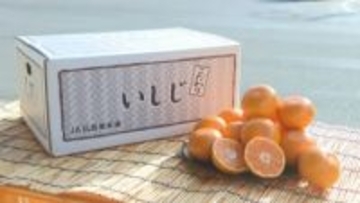 高級ミカン「こだわりいしじ」出荷　呉市倉橋町