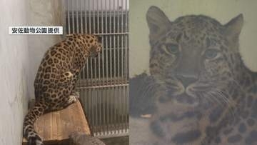 アムールヒョウが安佐動物公園に　「スク」との繁殖目指す