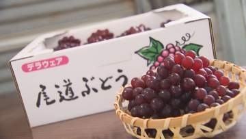 種なしブドウ「デラウェア」出荷　広島・尾道市
