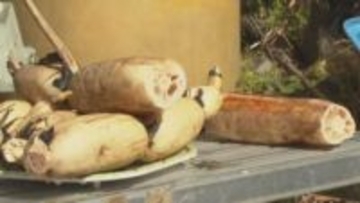 レンコンの収穫　休耕田で「水掘り栽培」　安芸高田市