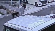 広島市佐伯区で再びクマの目撃相次ぐ　小・中学校では臨時休校も