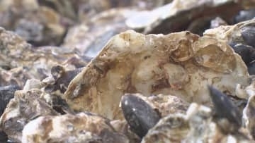 カキ大量死　相談窓口を設置　経済産業省
