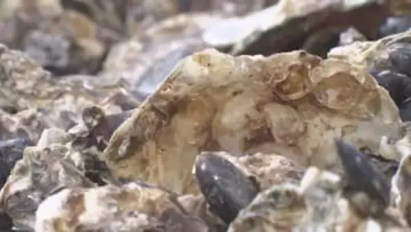 カキ大量死　相談窓口を設置　経済産業省