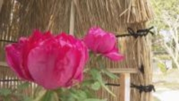 雪景色に咲く「冬ボタン」わら帽子に守られ鮮やかに　庄原市