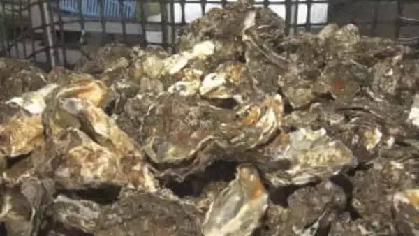 広島湾の沖合で「養殖しているカキが盗まれた」海保へ通報　漁協は注意を呼びかけ