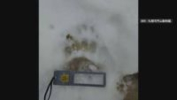 円山動物園にクマ出没　原始林と隣接する森に複数の足跡　来園者を外に避難させ臨時休園に　札幌市