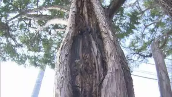 不審火　公園のマツの木燃える火事「木の根元から煙」付近に火の気なく警察が出火原因調べる　札幌・豊平区