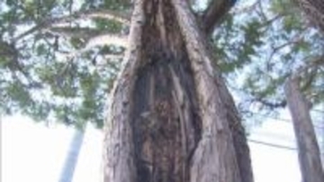 不審火　公園のマツの木燃える火事「木の根元から煙」付近に火の気なく警察が出火原因調べる　札幌・豊平区