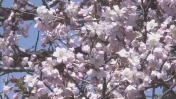 【サクラ開花速報】新ひだか町「二十間道路」標準木のエゾヤマザクラが開花　今週末が見頃の予想
