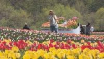 オホーツクの湧別町　およそ70万本のチューリップが見頃　「ゆうべつチューリップフェア」を開催