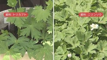 トリカブトの食中毒で1人死亡　室蘭保健所管内の家族2人　山菜ニリンソウと誤認か　道が注意呼び掛け