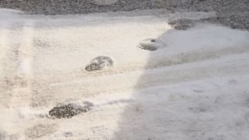 北海道厚岸町で目撃相次ぐ「冬のクマ」の足跡 なぜ冬眠しない？餌不足・個体数増加が要因か