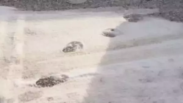 北海道厚岸町で目撃相次ぐ「冬のクマ」の足跡 なぜ冬眠しない？餌不足・個体数増加が要因か