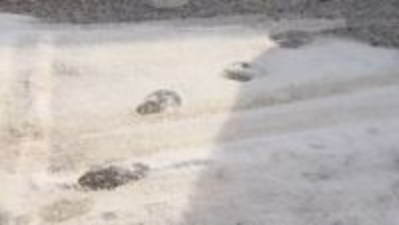 北海道厚岸町で目撃相次ぐ「冬のクマ」の足跡 なぜ冬眠しない？餌不足・個体数増加が要因か