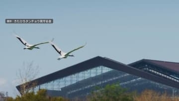 北海道恵庭市でタンチョウのヒナ誕生！道央圏にタンチョウ定着へ　協議会、石狩川流域への生息地拡大めざす