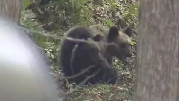 今年は三角山～藻岩山、羊ケ丘周辺で特に警戒を！　札幌市が今年度初のヒグマ対策委員会