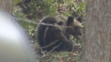 今年は三角山～藻岩山、羊ケ丘周辺で特に警戒を！　札幌市が今年度初のヒグマ対策委員会
