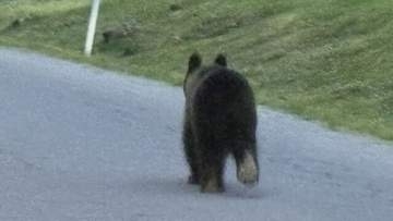 「体長1メートルほどのクマを目撃」北広島市でクマ目撃情報が相次ぐ　「自然の森キャンプ場」が週末閉鎖へ