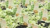 「ハーブと野菜は相性が良い？ 「ハーブと野菜展」トマト、ナス、キュウリの苗…家庭菜園にはどれ？　札幌市」の画像1